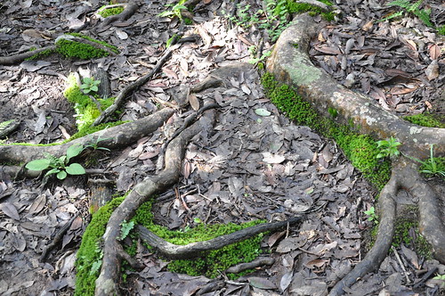 The forest floor is thick & cushioned with humus and foliage - a rich, wet, blanket untouched for years. My feet squelch into this thick cushion as I try not to trip over old, gnarled roots, twisted around each other. All around are beautiful trees of varied shades and hues - some tall & dark, a few short and moss-covered, but each untouched and alive.