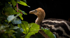 Wild Young Cassowary