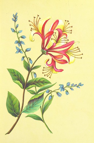 Image taken from page 93 of 'The Keble Autograph Birthday Book. [Containing selections from J. K.'s poetry.] With floral illustrations. By E. L. M'