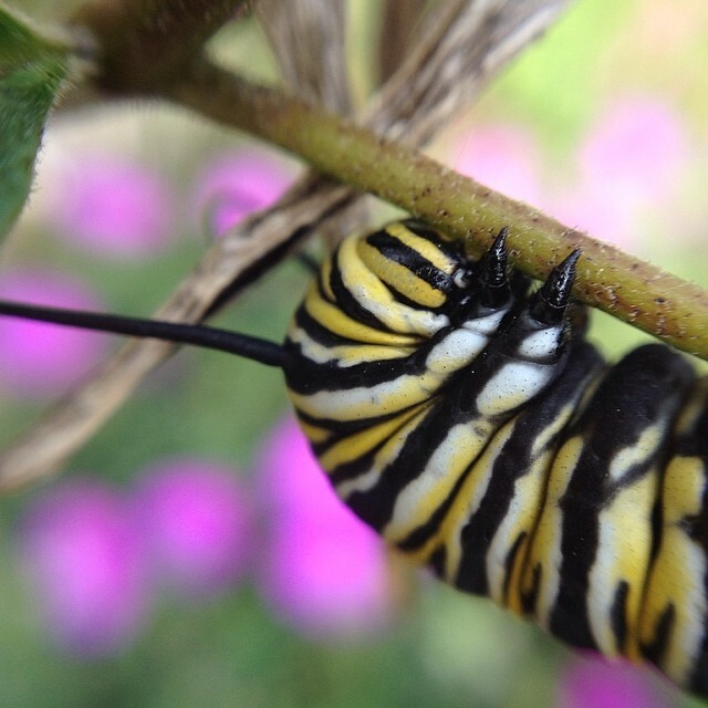 Caterpillar @TheHuntington  @olloclip #macro #beauty