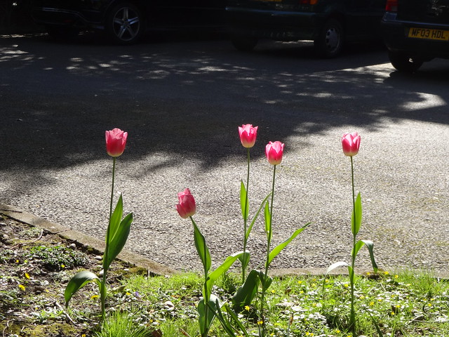 Tulips in the courtyard