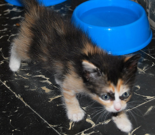 Kitty, exótica gatita tricolor de pelo semilargo, nacida en Abril´14, en adopción. Valencia. ADOPTADA. 14077735407_2a26073323