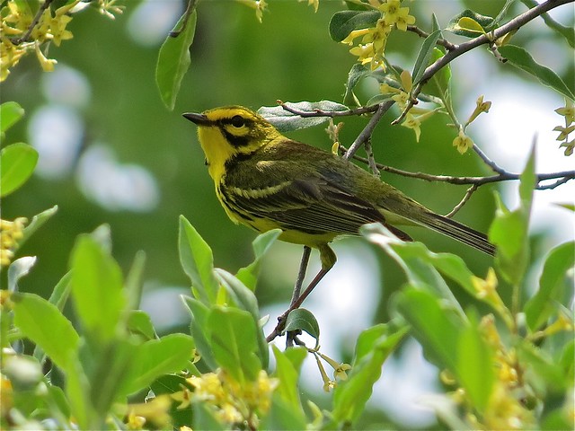 Prairie Warbler near Hennepin and Hopper Lakes in Putnam County, IL 03