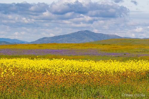 spring flowers wildflowers carrizo carrizoplains carrizoplainsnationalmonument spraguehillroad getty gettyimages mimiditchie mimiditchiephotography