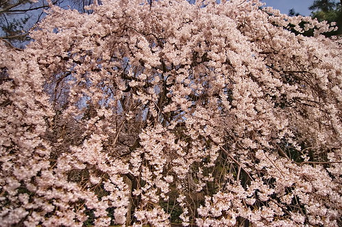 【写真】2013 桜 : 京都御苑/2021-10-18/IMGP8688