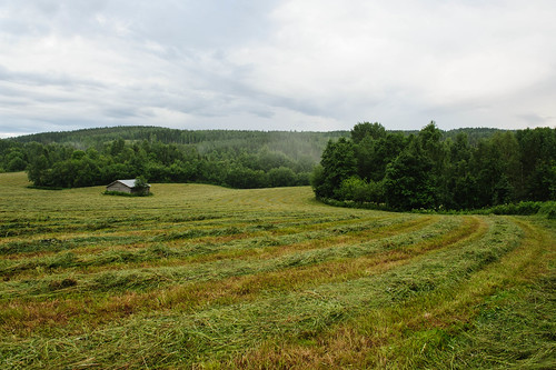 summer tree grass rain fog barn landscape skellefteå kusmark 2013 d700 52weeksproject nikkorafs2470mmf28g