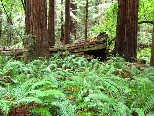 Muir Woods, moss, green, ferns, Coastal Redwoods IMG_5034