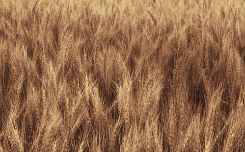 golden washington movement wheat stalks palouse wheatfield easternwashington amberwavesofgrain kamiak