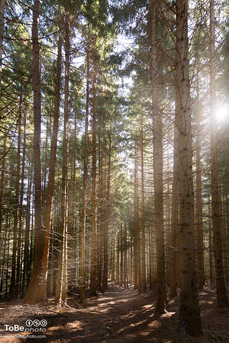 wood nationalpark bosco parconazionale granparadiso vallesoana valpratosoana andorina tobephoto