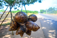 Large snails for sale