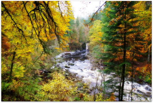 autumn trees walking scotland dundee dunkeld beechtrees riverbraan ericrobbniven