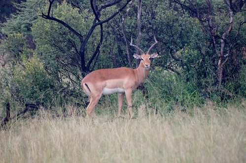 animals southafrica holidays safari johannesburg mzikigamelodge