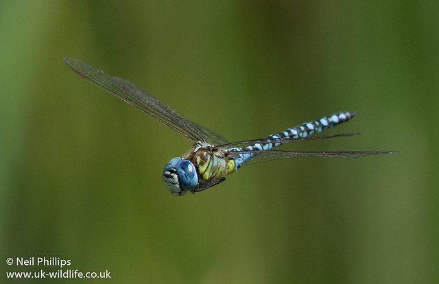 Southern migrant hawker-6