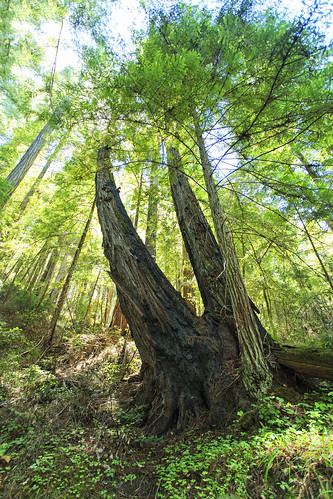california tree nature forest landscape nationalpark redwoods sequoiasempervirens