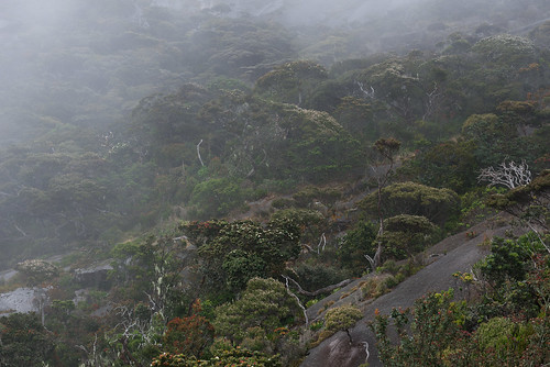 fog landscape geotagged malaysia borneo mountkinabalu labanrata mountkinabalutrail