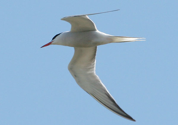 Photograph titled 'Common Tern'