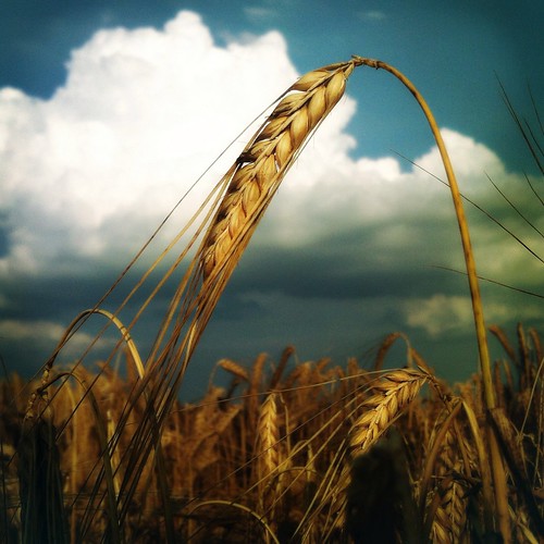 mobile square wheat harvest squareformat mariko iphone wheatfield mobilephotography iphone4 iphonephotography iphoneography hipstamatic uploaded:by=flickrmobile flickriosapp:filter=nofilter