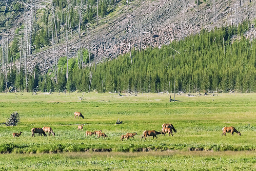 family trees wild nature grass animal forest woods wildlife hill group deer yellowstone wyoming wilderness herd