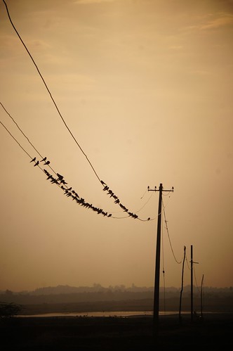 morning india birds dawn golden poles hyderabad gandipet telegraphic