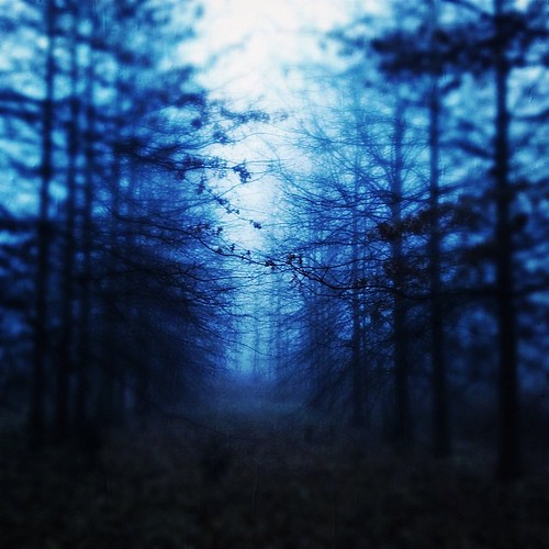 morning trees fall fog square squareformat iphoneography instagramapp uploaded:by=instagram