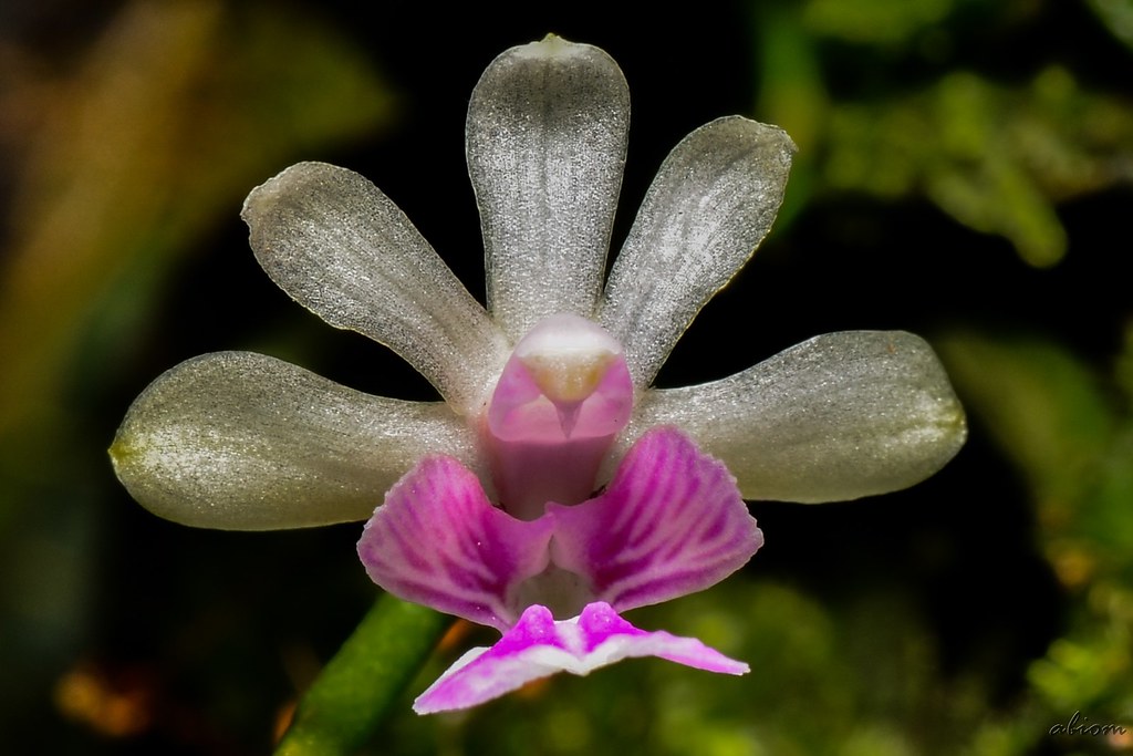 Phalaenopsis deliciosa