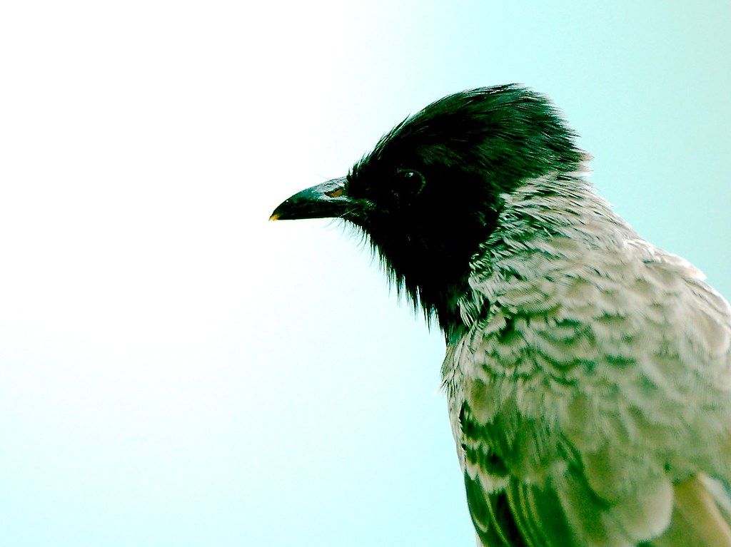 Bird_2