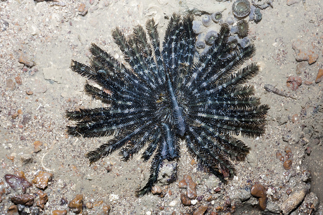 Blue feather star with Feather-hitching brittle star (Ophiomaza cacaotica)