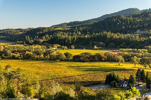 california travel autumn usa nature landscape vineyard vine winery trail valley napavalley napa sterling silverado silveradotrail canon60d