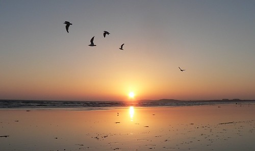 sunset day australia victoria clear barwonheads bassstrait silvergulls chroicocephalusnovaehollandiae 3thbeach