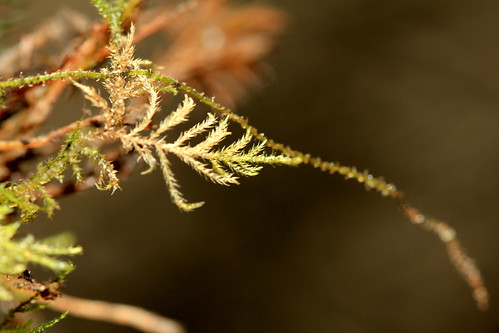 Feather Moss 25786