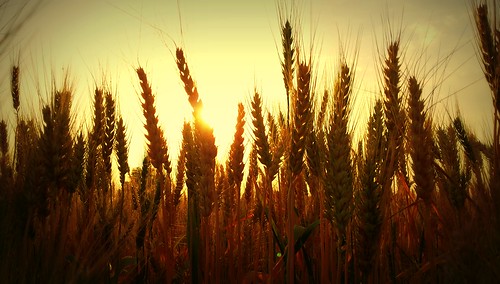 sun nature gold colours wheat samsung crop agriculture tonk