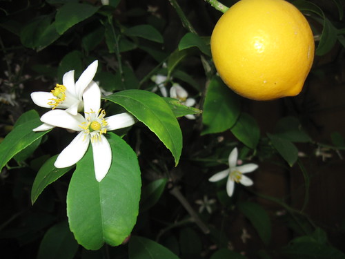 Lemon and blossom 2014