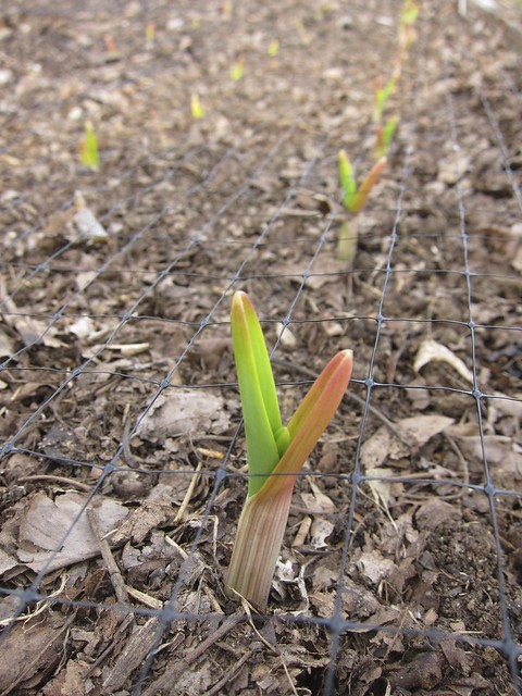 4.14.14 Sprouting and Seeding: Garlic, Peas + Favas