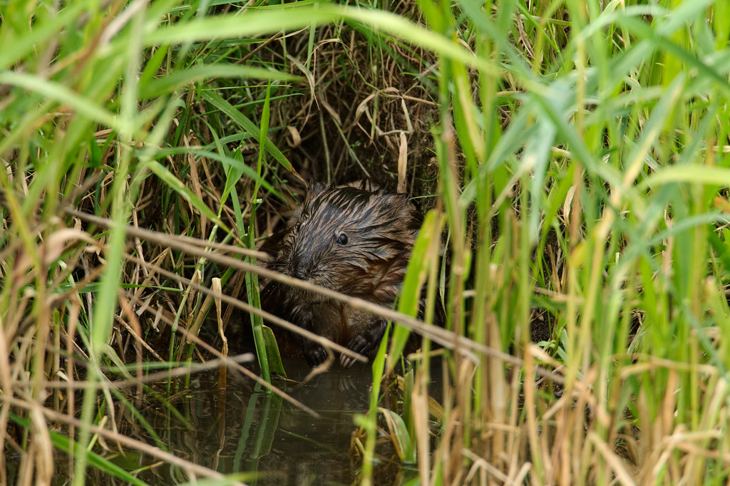 A muskrat pauses above the underwater entrance to its burrow