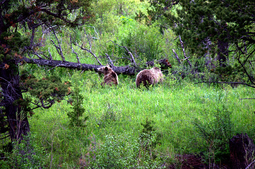 bear blue sky mountains forest outdoor meadows trail wyoming grizzly teepee grassland shoshone pahaska