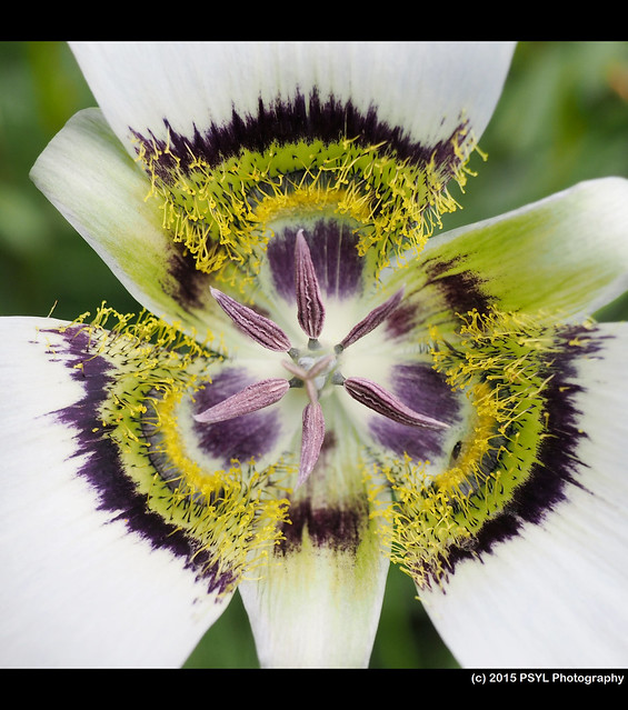 Mariposa lily (Calochortus gunnisonii)