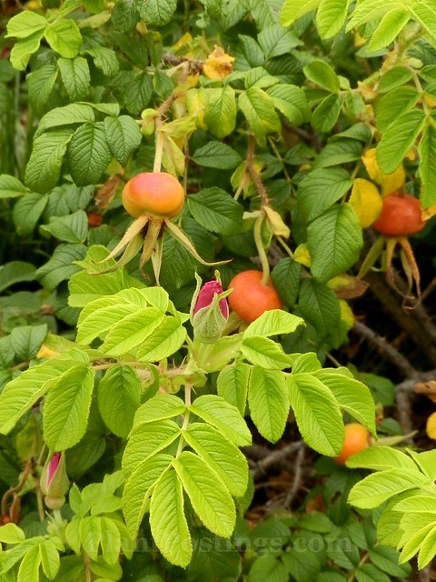 rugosa with buds & hips