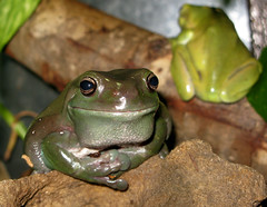 dumpy tree frog (Litoria caerulea)