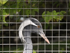 Bird behind the wire Calgary Zoo