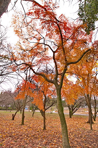 【写真】2012 紅葉 : 京都府立植物園/2019-04-01/IMGP8458