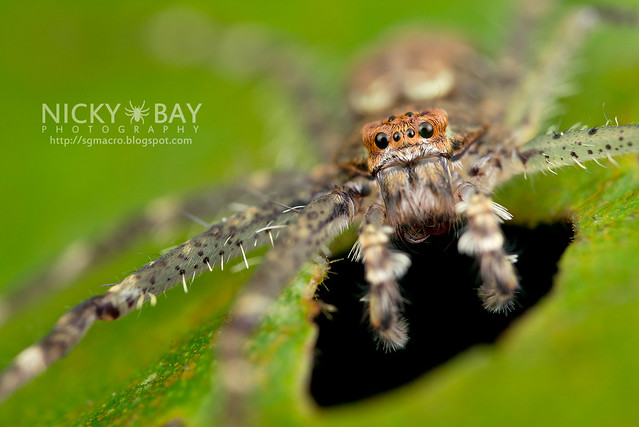 Huntsman Spider (Sparassidae) - DSC_0676