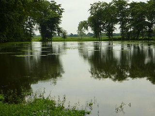 The overflow pond after which the stream merges with the fields.