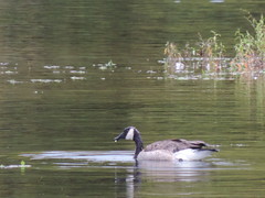 Canada Goose #1, Lower American River, Carmichael, CA