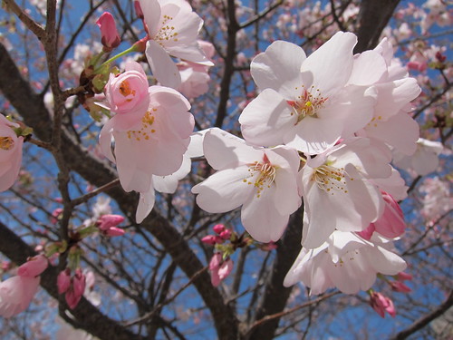spring blossoms