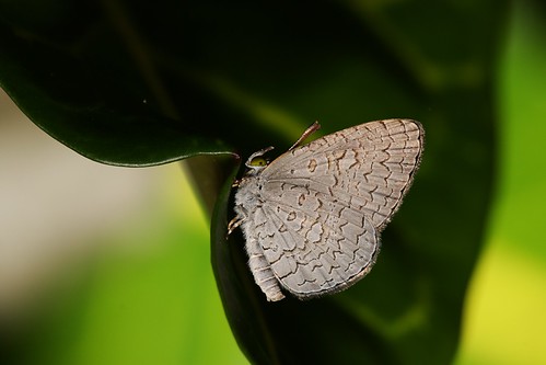 熙灰蝶，白紋黑小灰蝶；攝影：孫金星