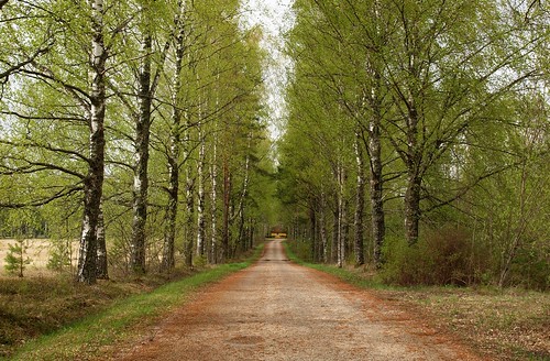 green spring alley estonia birch taevaskoja põlvamaa saesaare