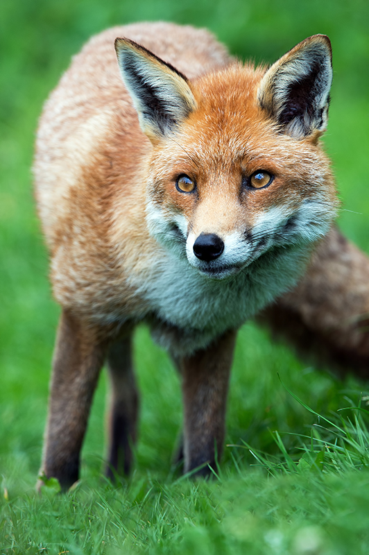 Fox (vulpes vulpes)