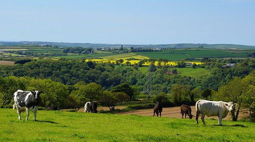 uk trees colour tower church grass june landscape countryside cornwall view cattle cows meadows rape hills vista fields stevemaskell helland 2013 yahoo:yourpictures=summer2013