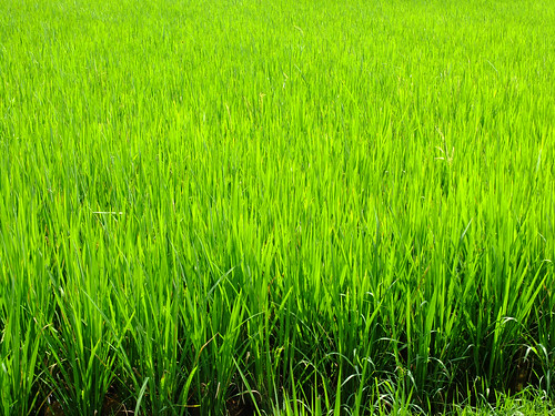 green indonesia ricepaddies sulawesi tanatoraja southsulawesi 2013 kl_photoset:name=tanatoraja northmakale