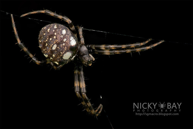 Orb Web Spider (Gea sp.) - DSC_2938